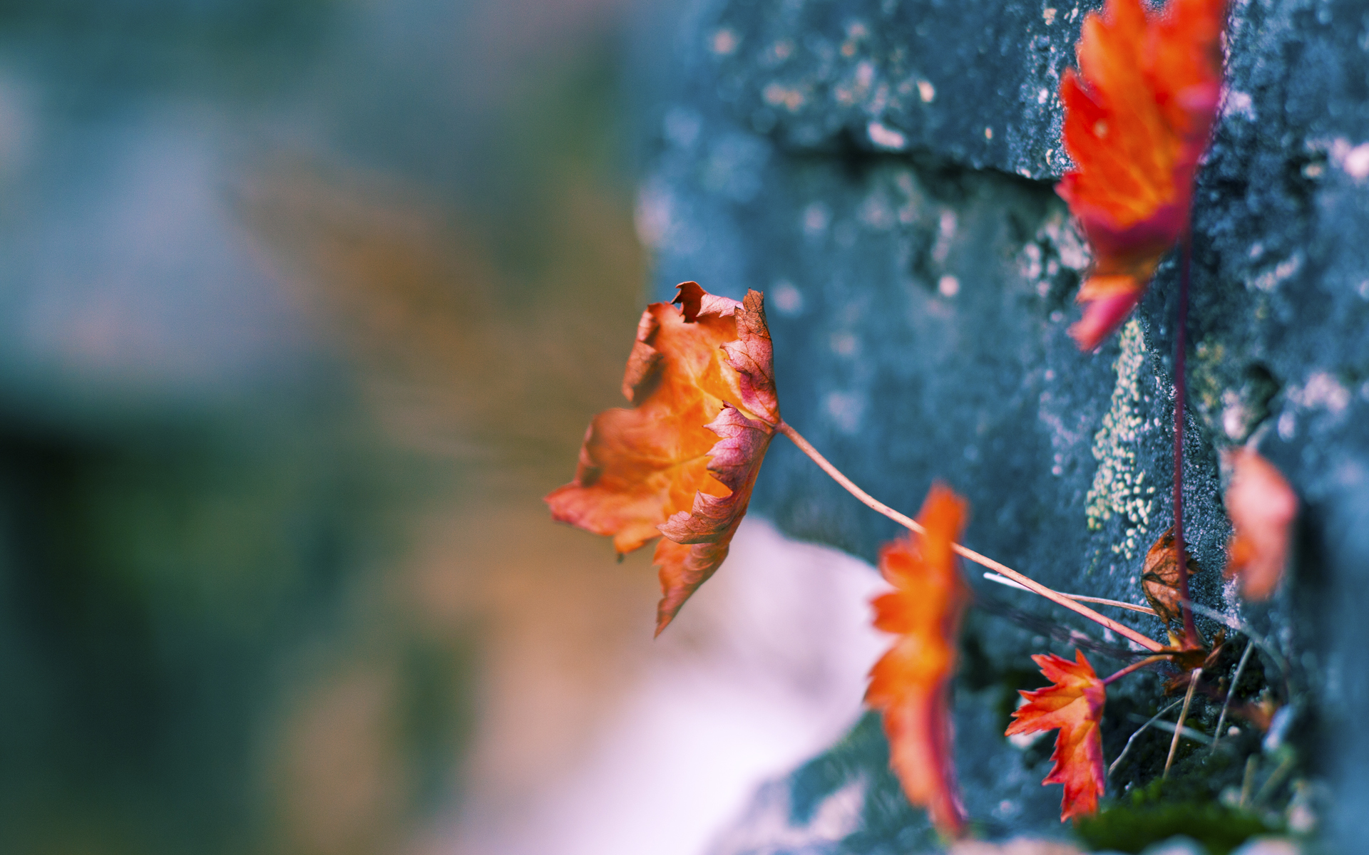 拜仁慕尼黑客场3-1战胜云达不莱梅,豪取四连胜,拜仁慕尼黑53场不败