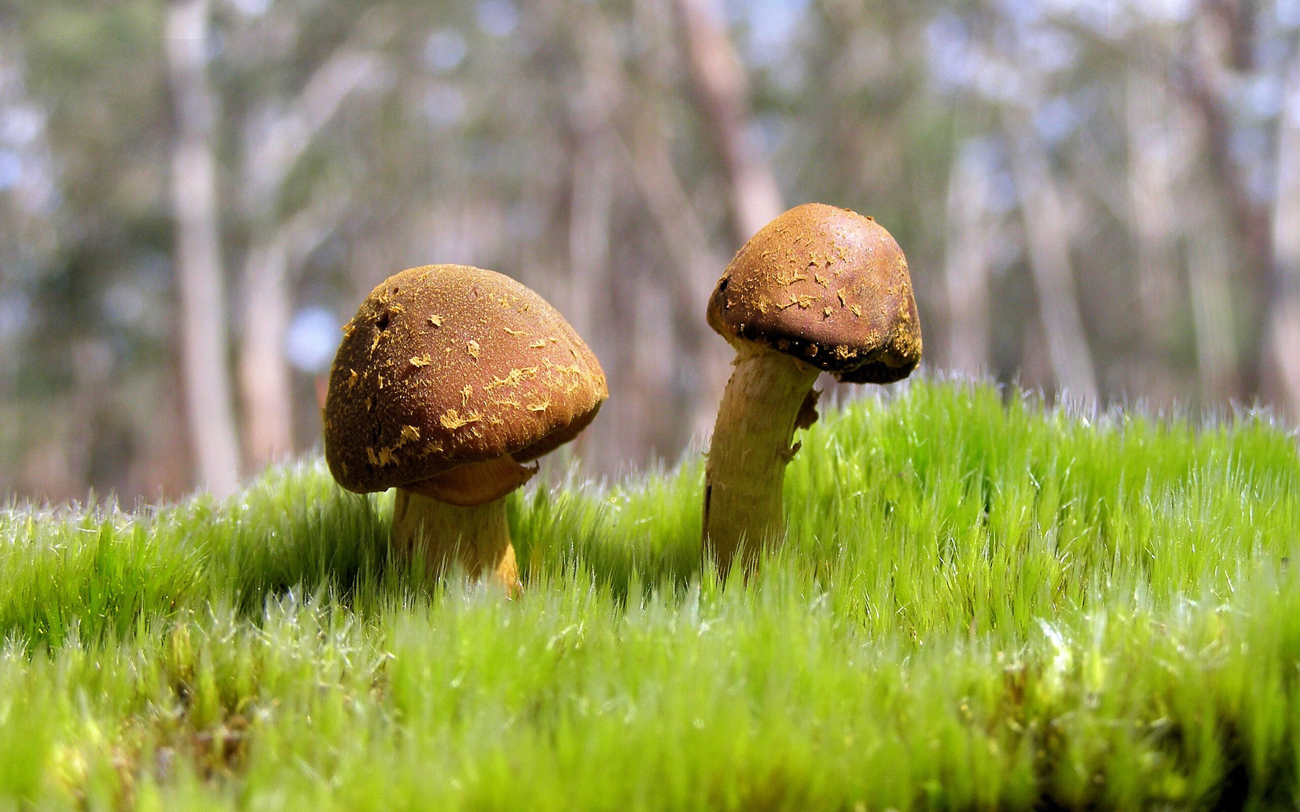 中国篮球运动员赛季训练计划的科学制定，中国篮球运动员赛季训练计划的科学制定者是