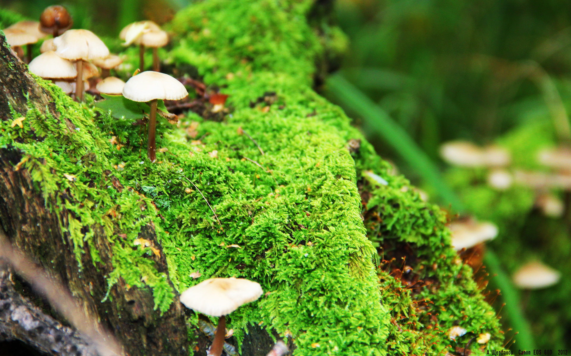 kaiyun sports-接力赛现场气氛沸腾 澳男队强势登场，澳大利亚接力队集体禁赛