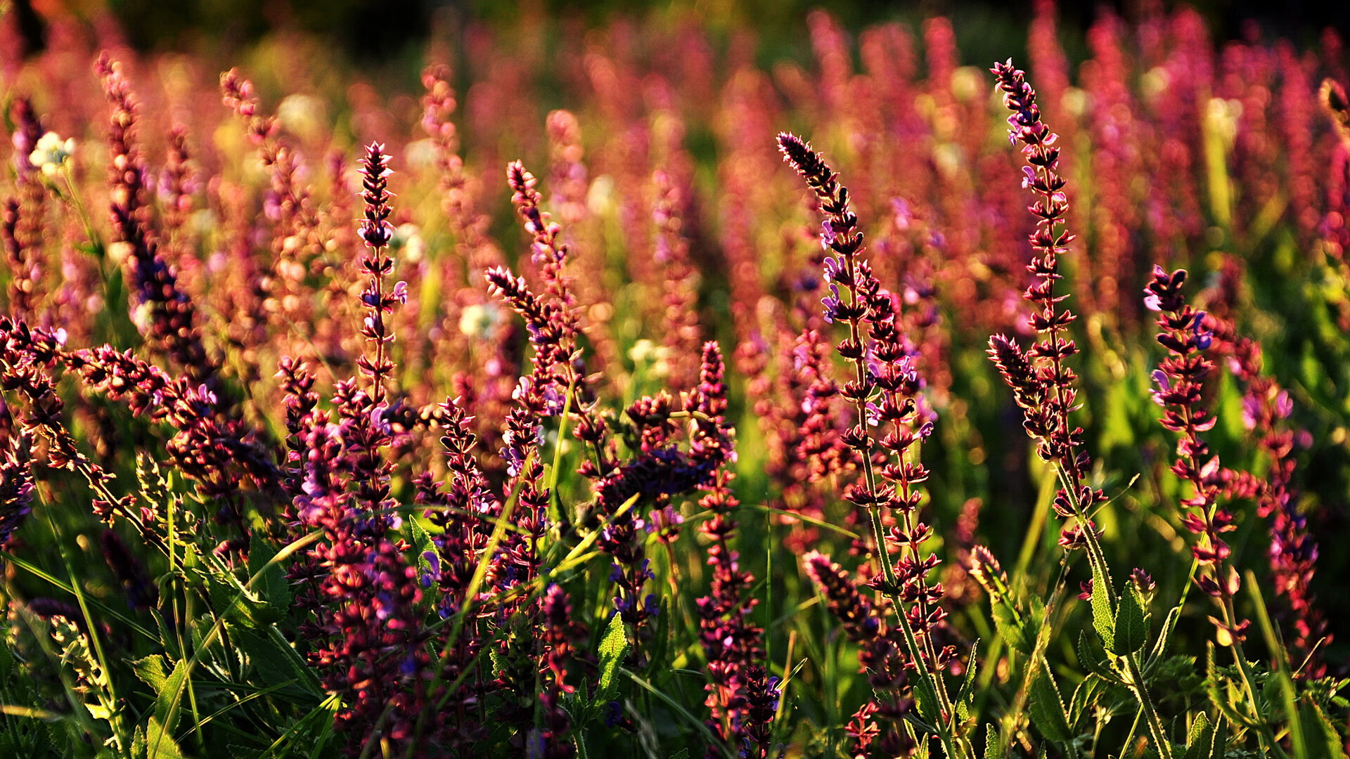 开云体育下载-本菲卡调整阵型及时，扭转控球劣势，本菲卡队